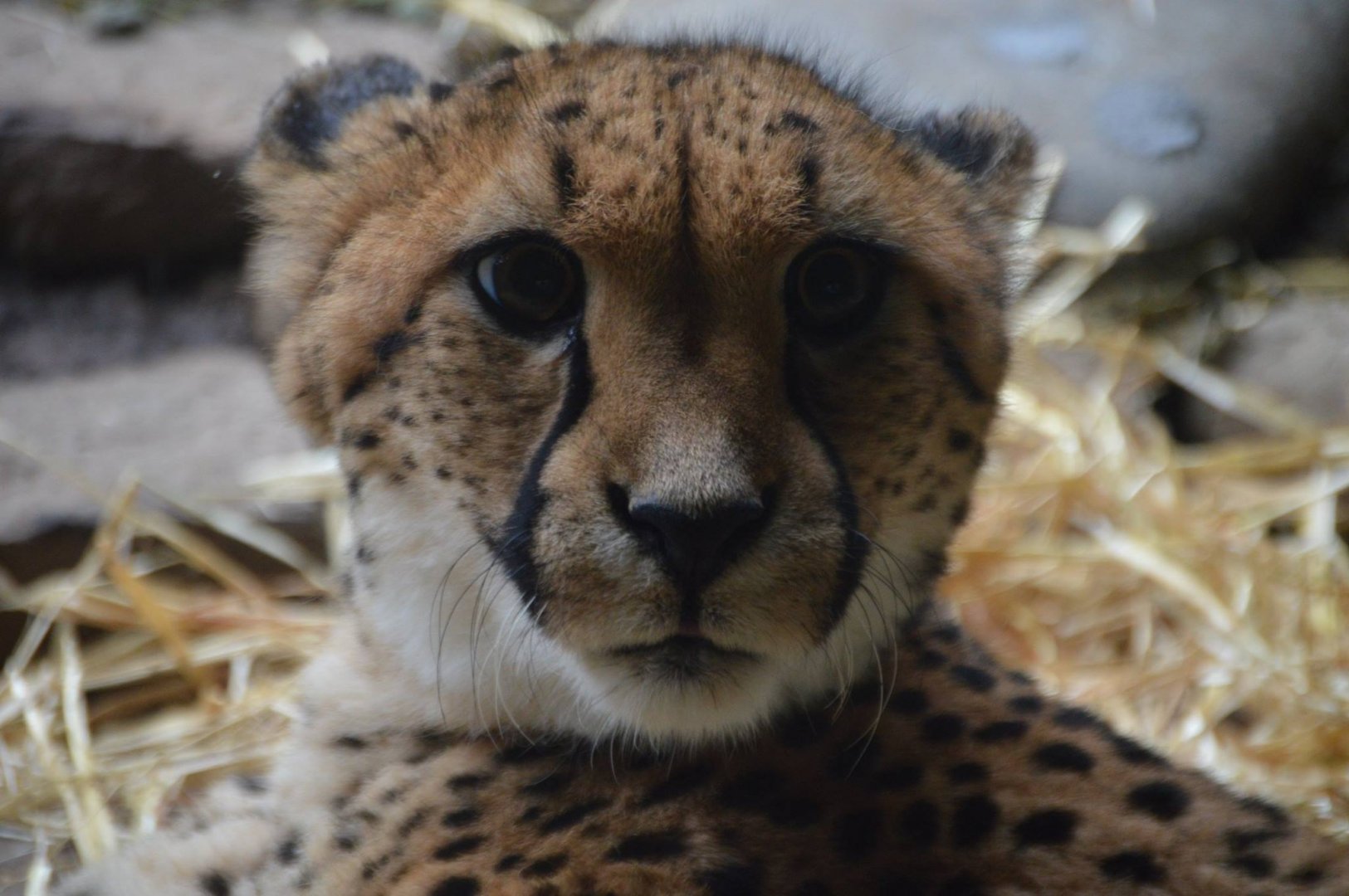 Acinonyx jubatus jubatus