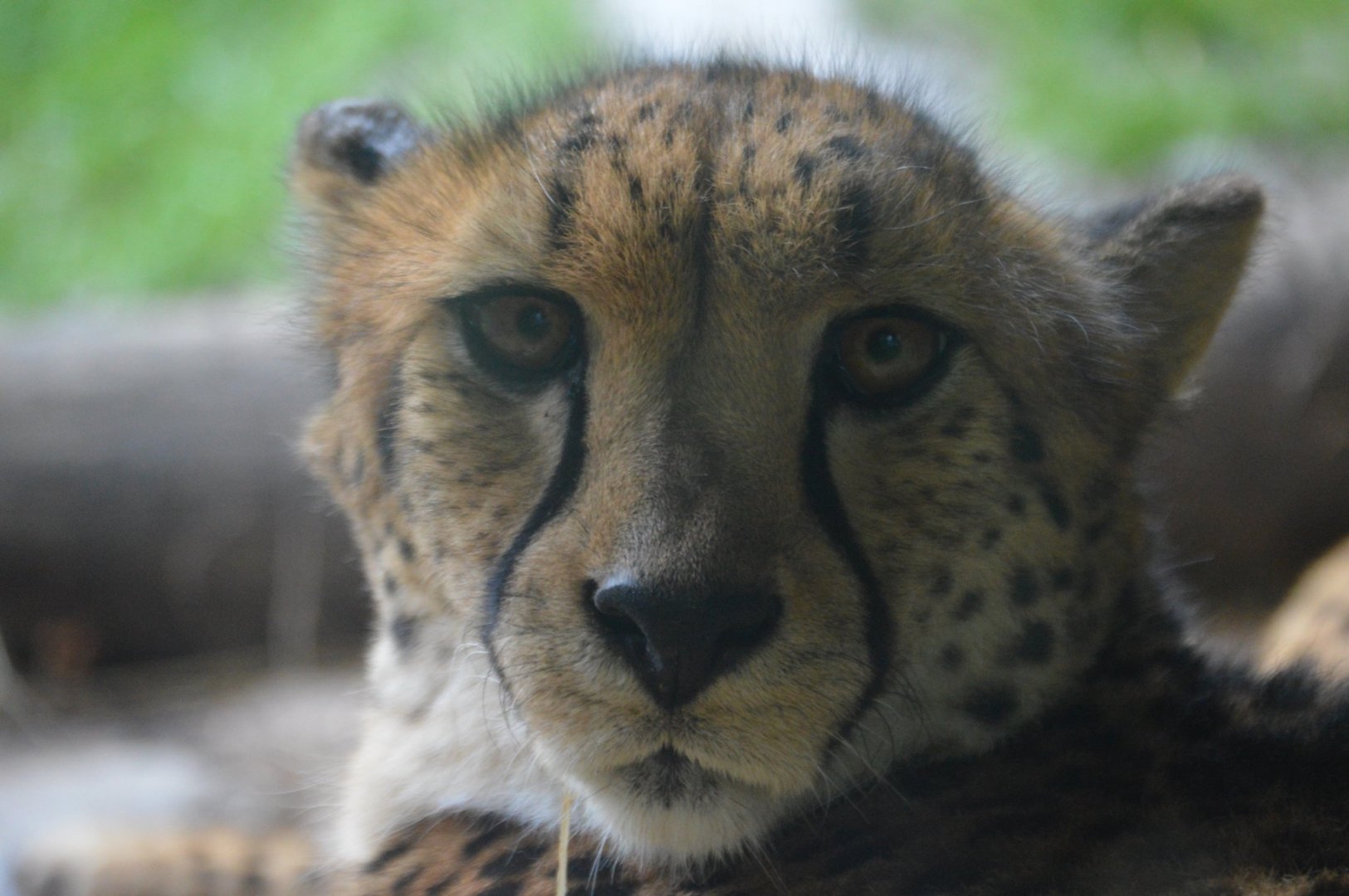 Acinonyx jubatus jubatus