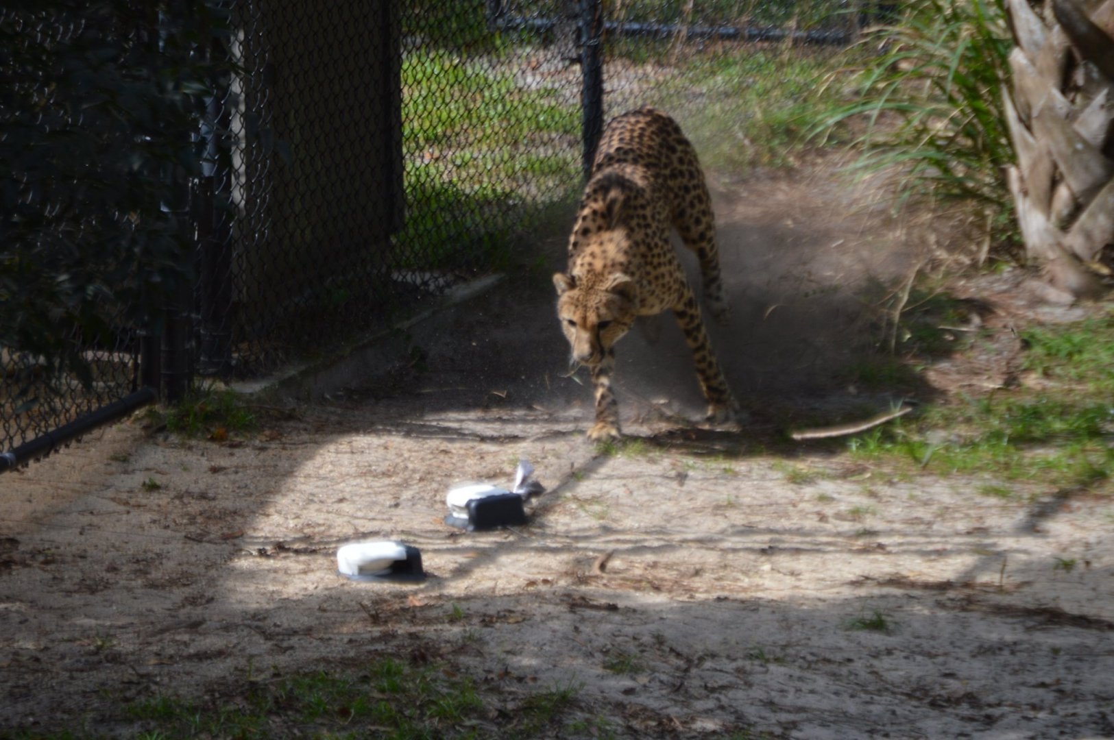 Acinonyx jubatus mid-run