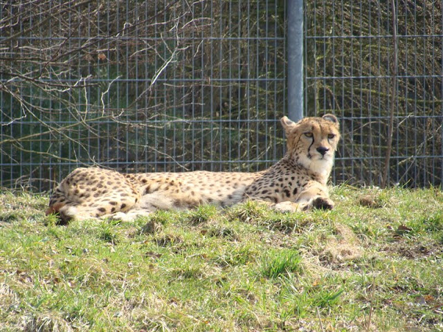 Acinonyx jubatus