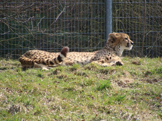Acinonyx jubatus