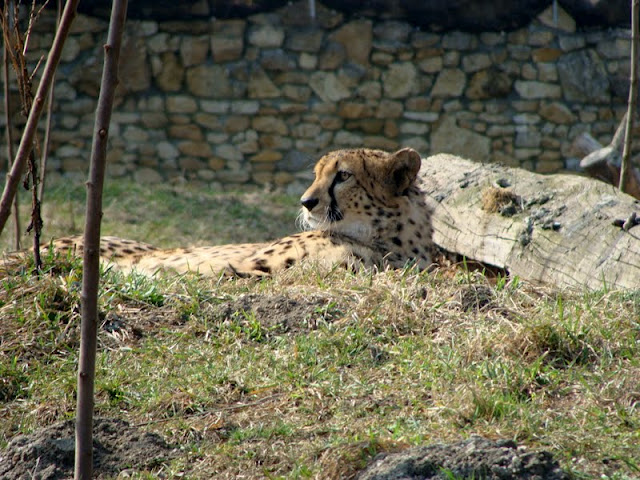 Acinonyx jubatus