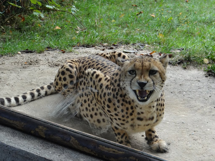 Acinonyx jubatus