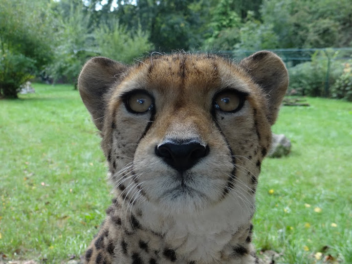 Acinonyx jubatus