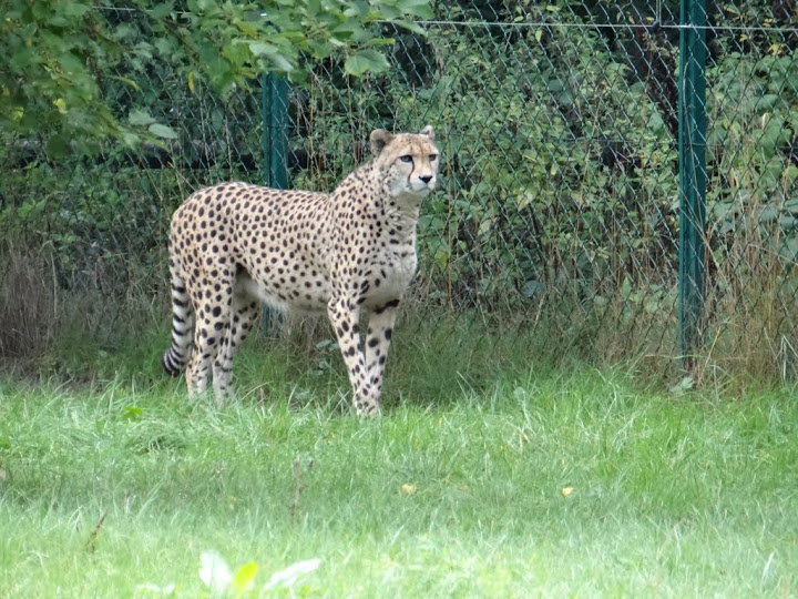 Acinonyx jubatus