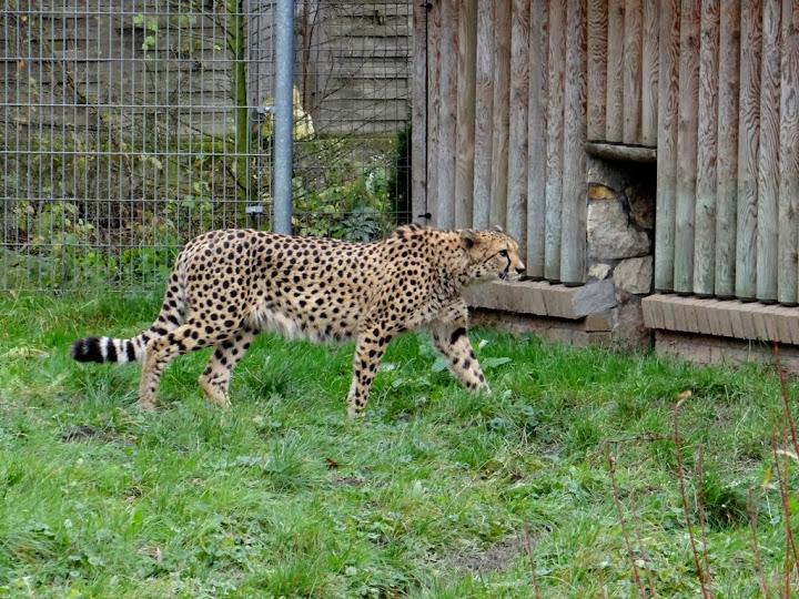 Acinonyx jubatus