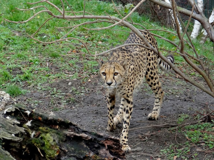 Acinonyx jubatus