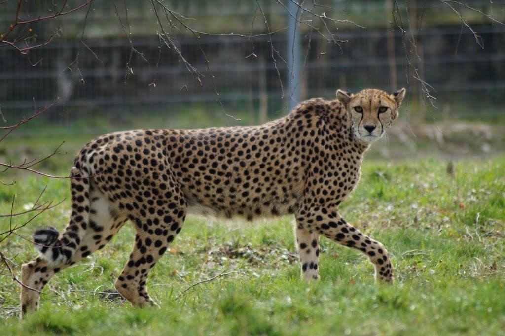Acinonyx jubatus