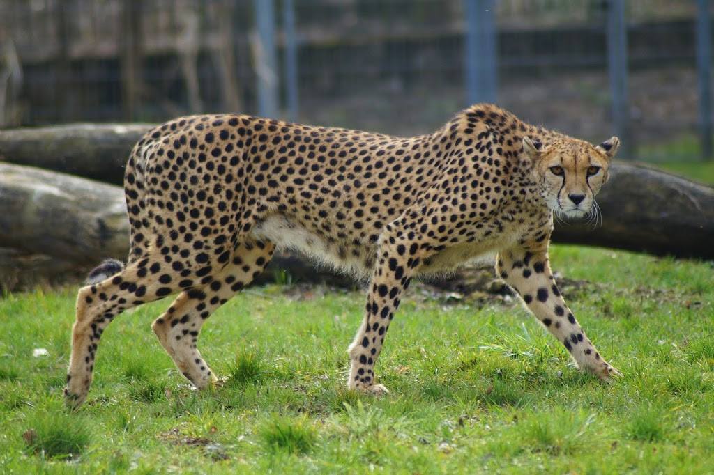 Acinonyx jubatus