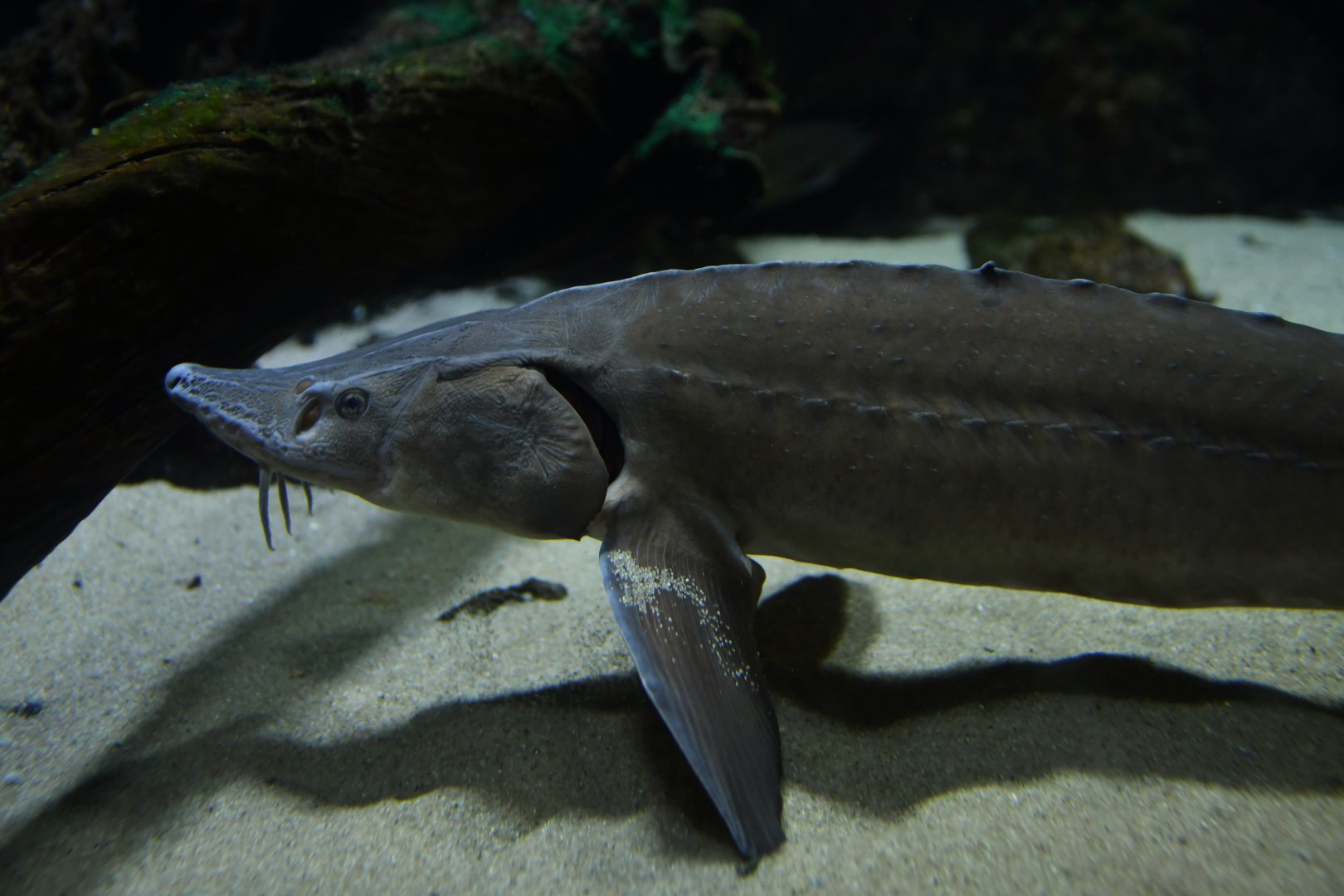 Acipenser gueldenstaedtii