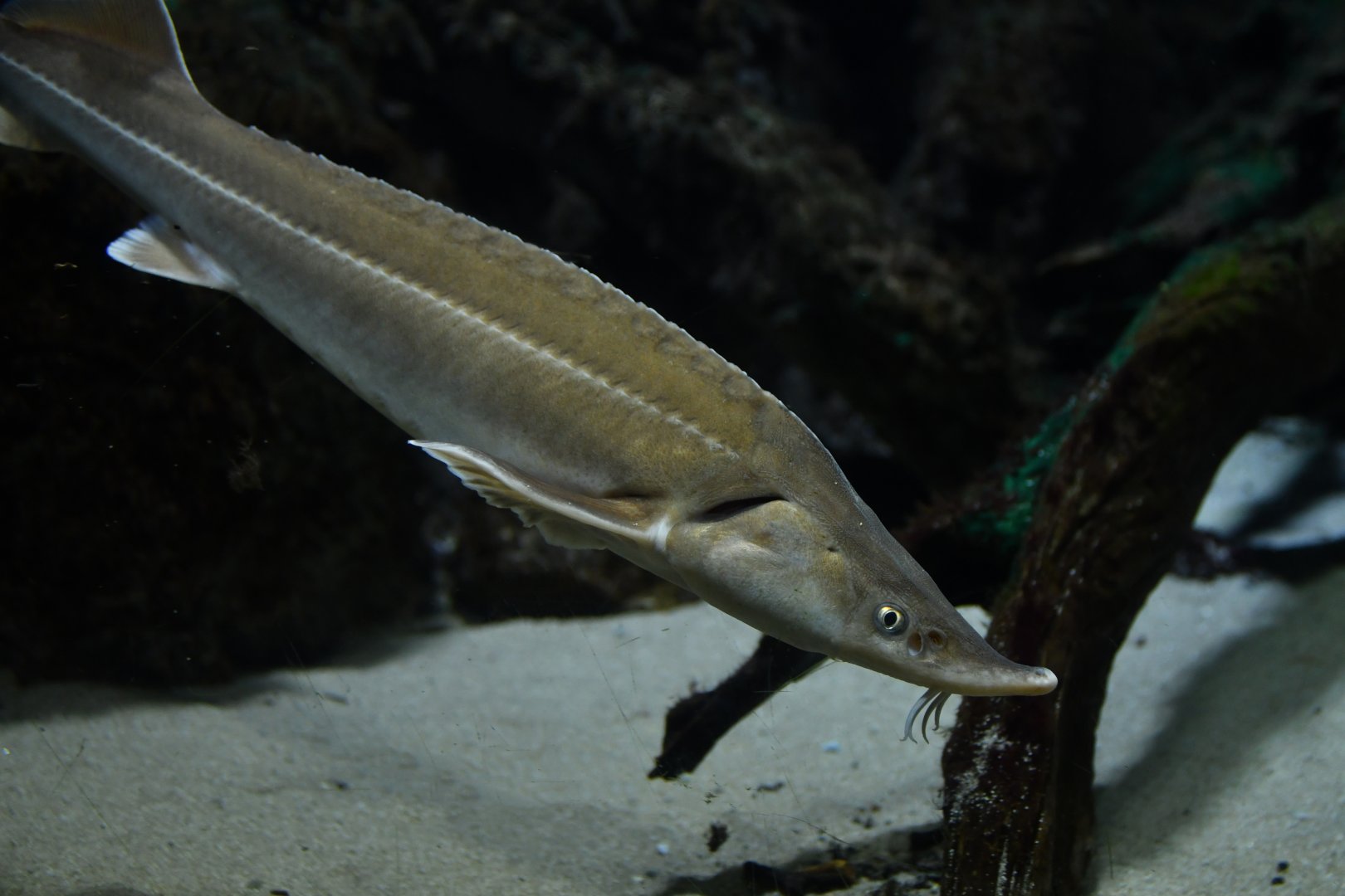 Acipenser gueldenstaedtii