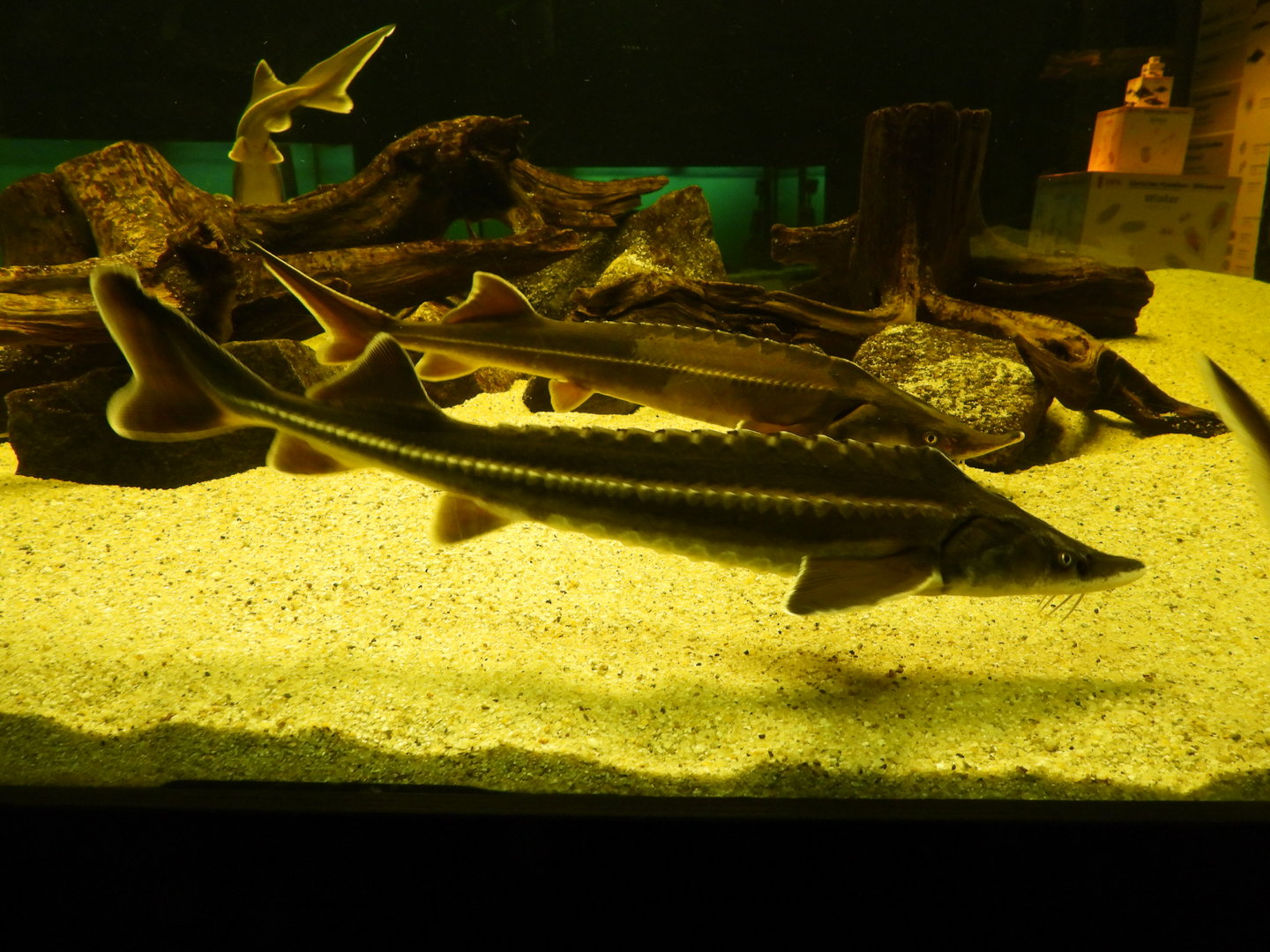 Acipenser nudiventris - Fringebarbel sturgeon