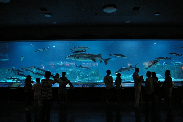 Acipenser Sinensis Exhibit