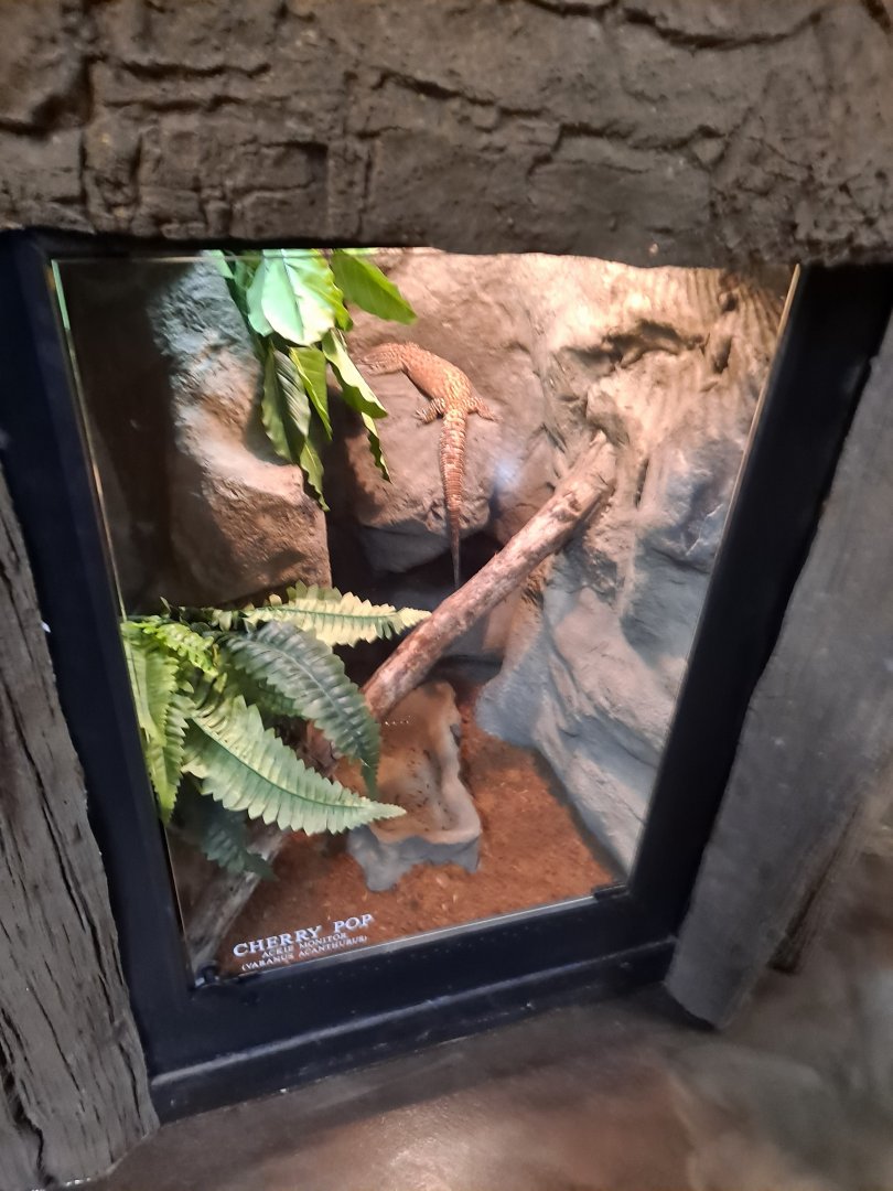 Ackie Monitor (Cherry Pop) Exhibit (4/19/25)