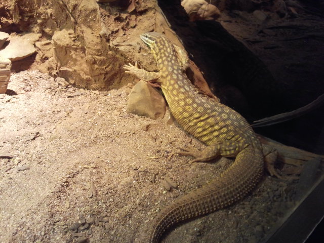Ackies Dwarf Monitor