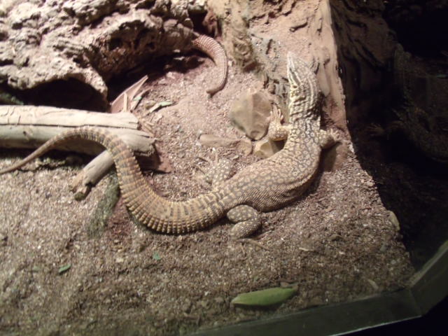 Ackies Dwarf Monitor