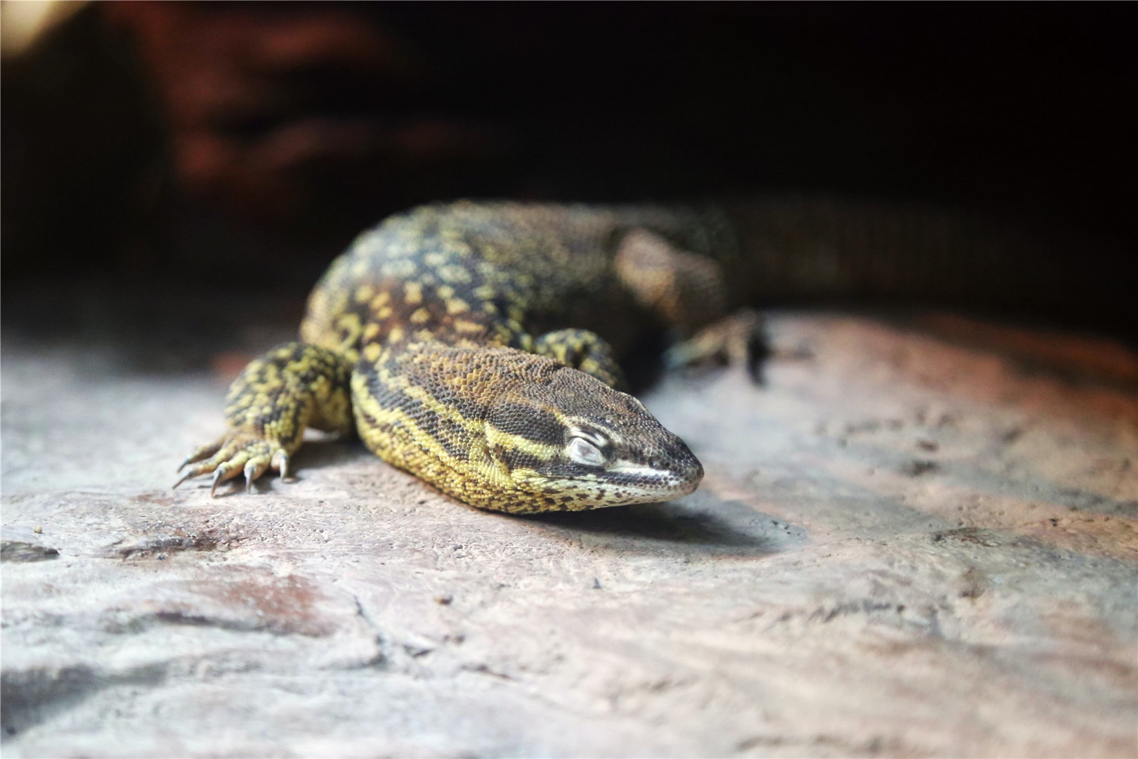 Ackies dwarf monitor