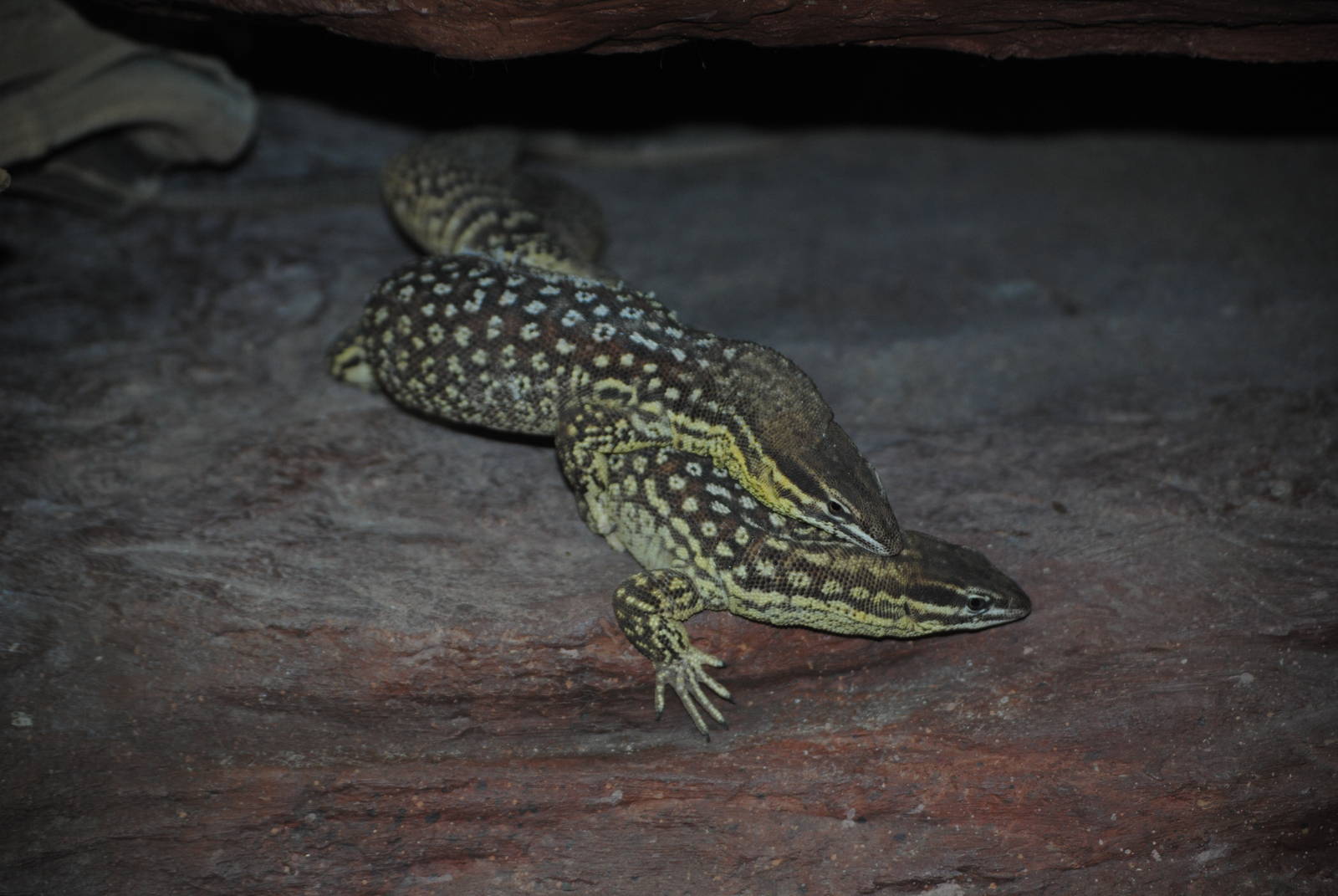 Ackies Dwarf Monitors