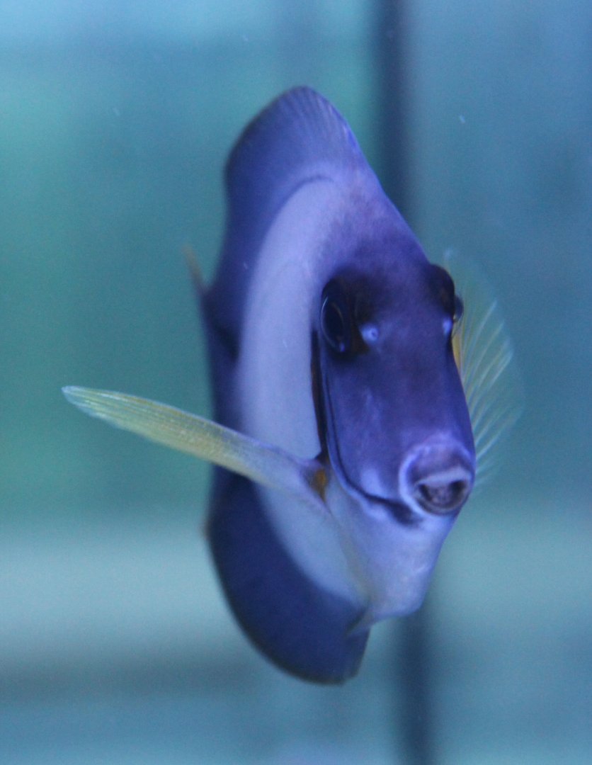 Acnathurus pyroferus