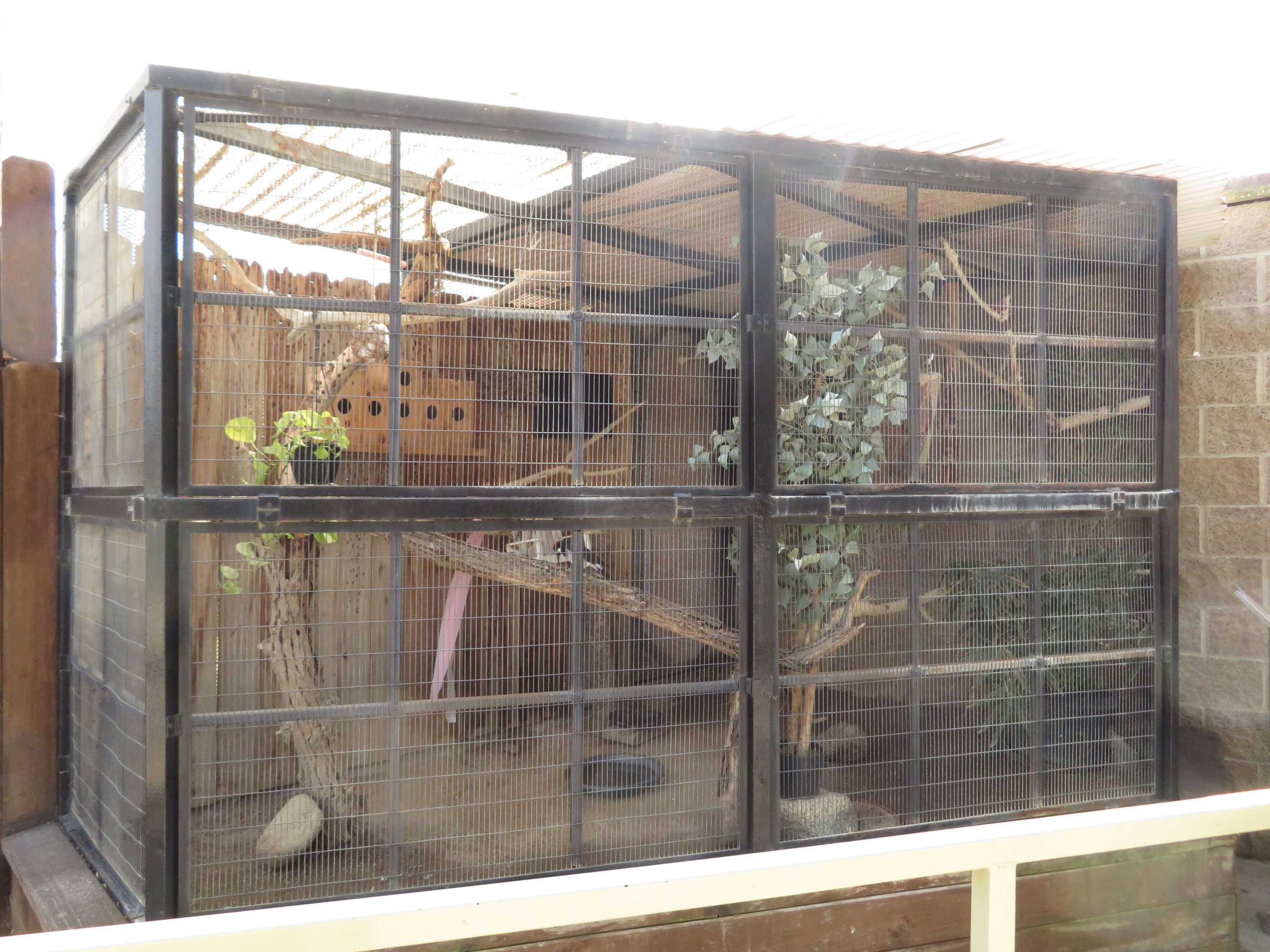 Acorn Woodpecker Exhibit