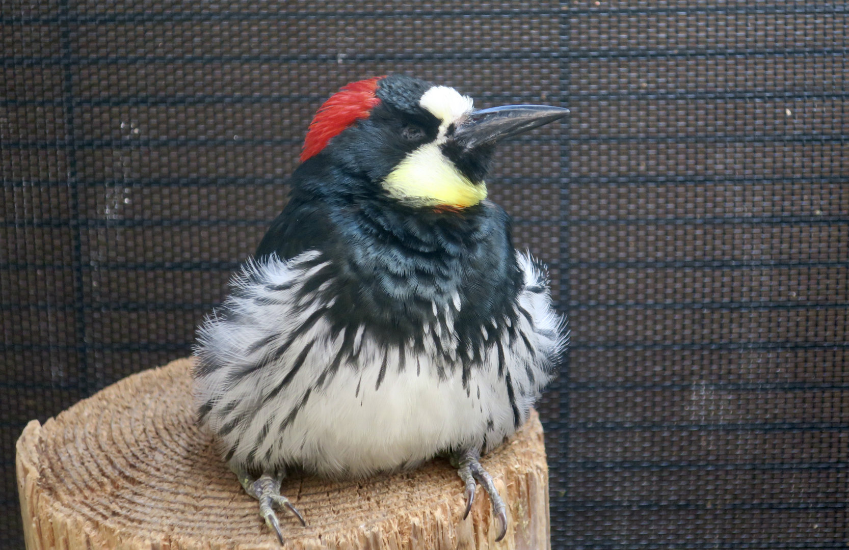 Acorn Woodpecker (Melanerpes formicivorus bairdi) "Garnet"