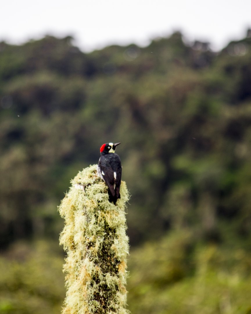 Acorn woodpecker, Melanerpes formicivorus