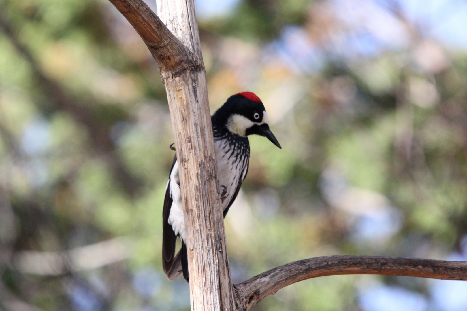 Acorn Woodpecker (Melanerpes formicivorus)