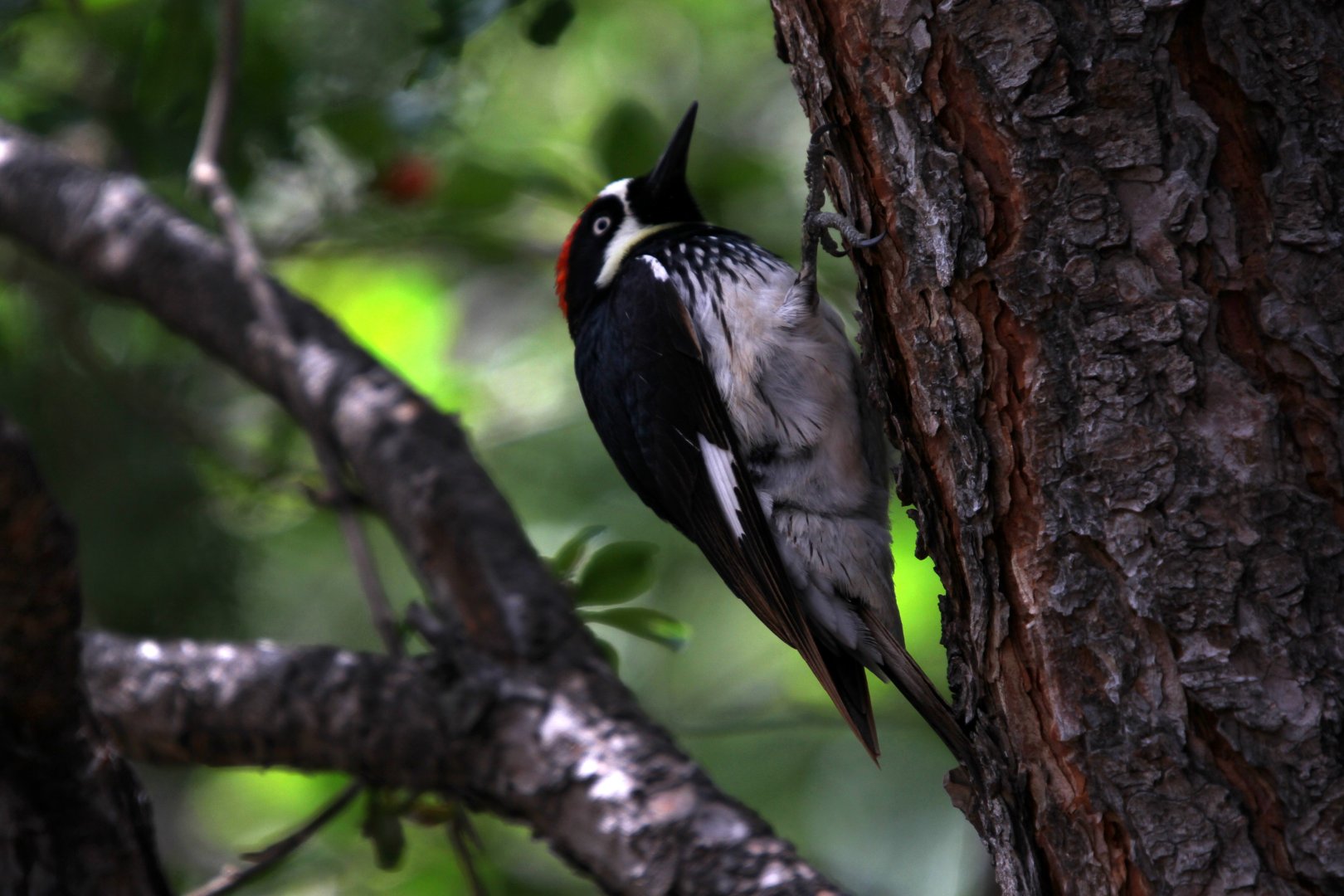 Acorn Woodpecker (Melanerpes formicivorus)