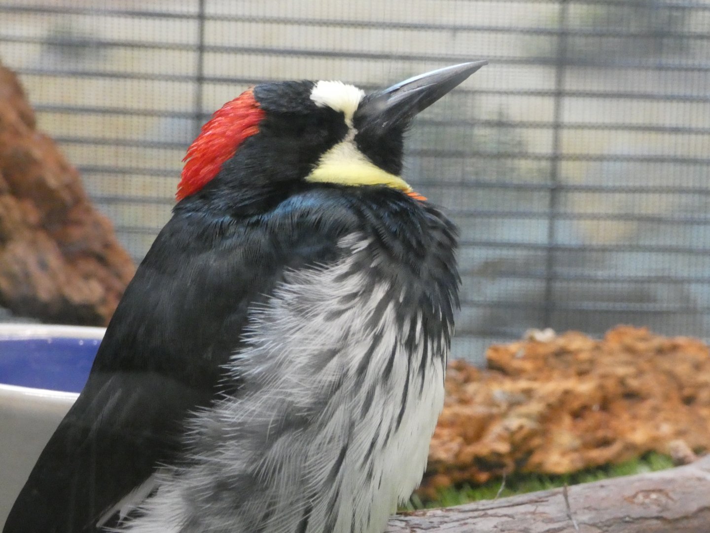 Acorn woodpecker (Melanerpes formicivorus)