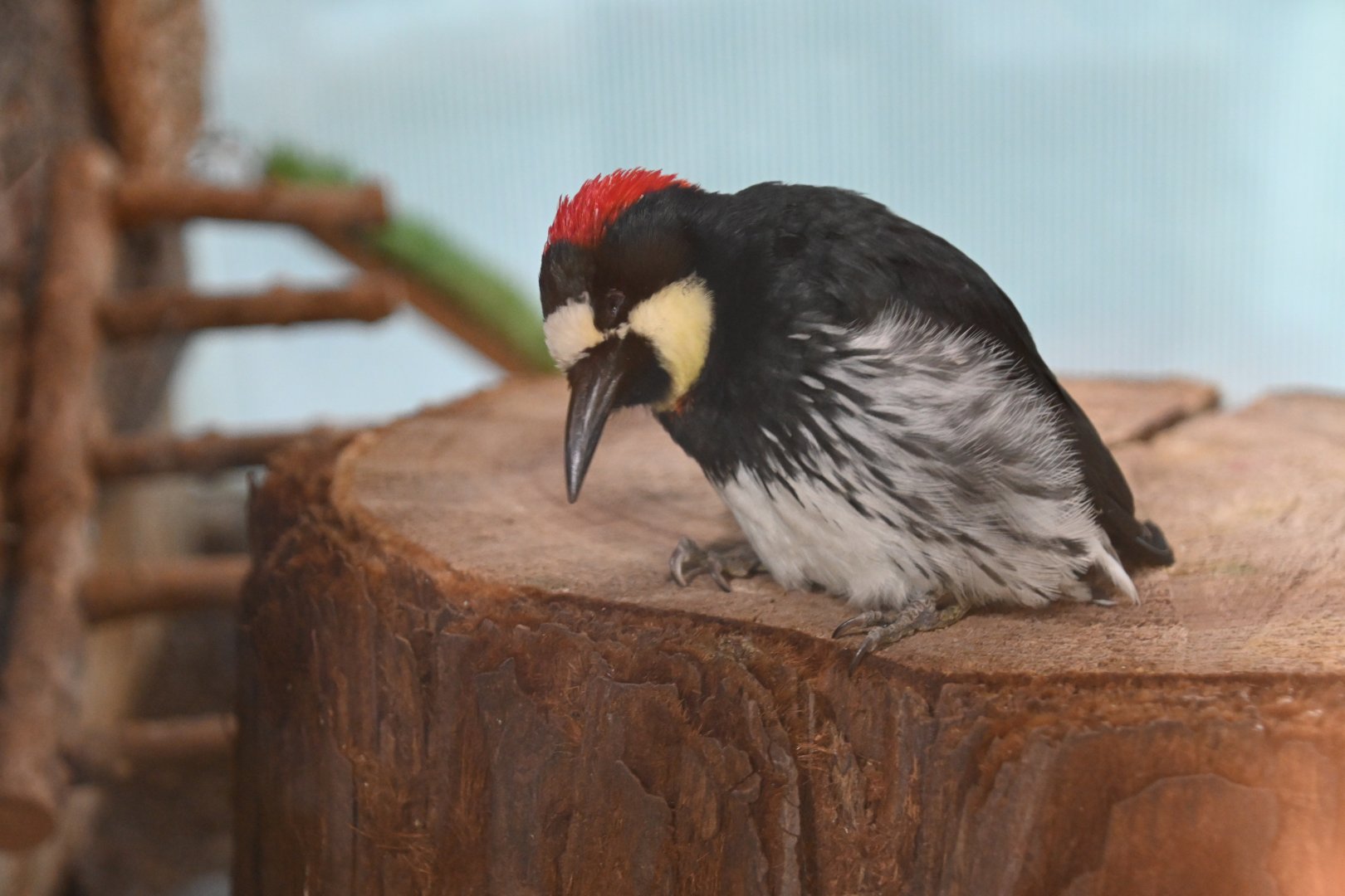 Acorn woodpecker (Melanerpes formicivorus)