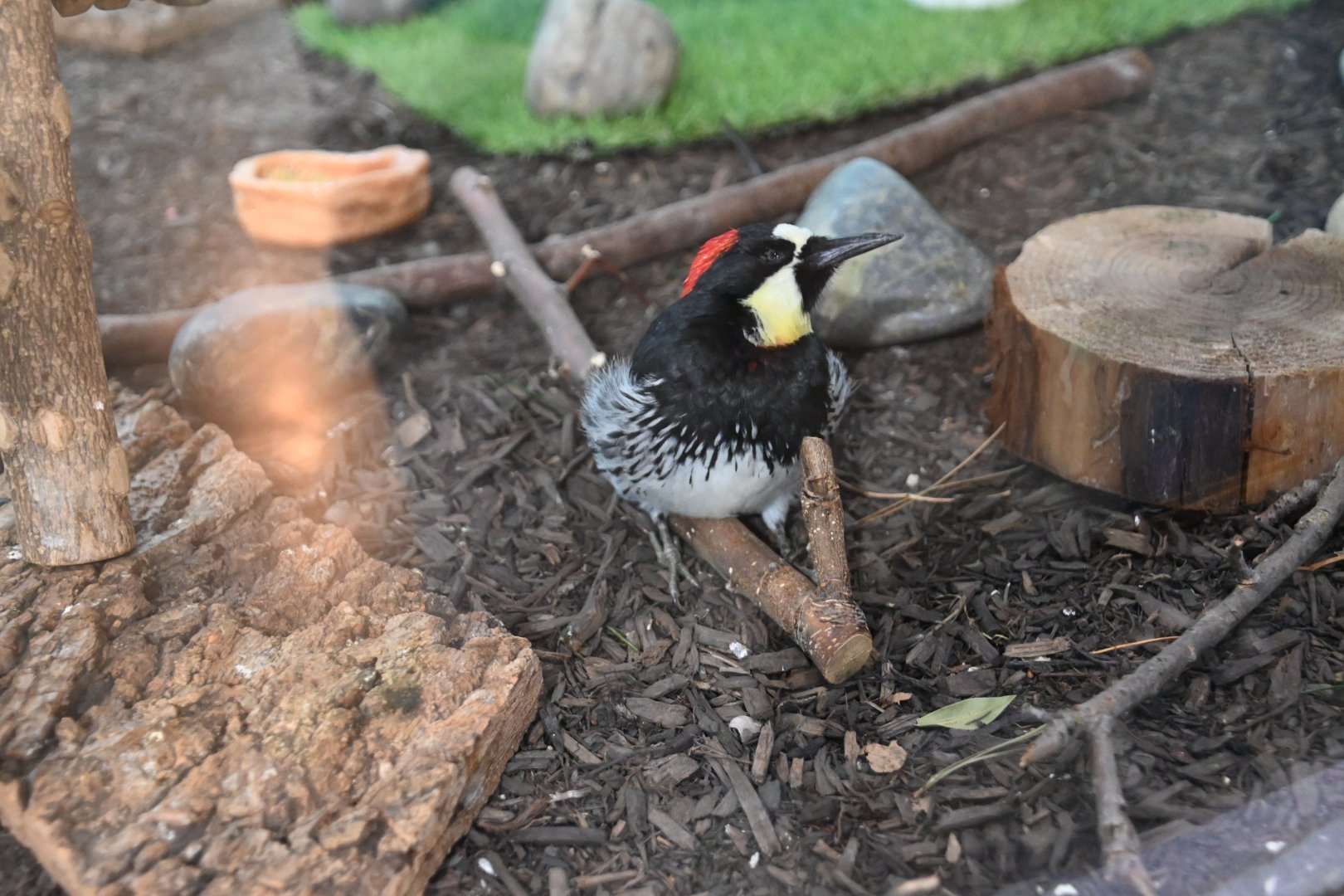 Acorn woodpecker (Melanerpes formicivorus)