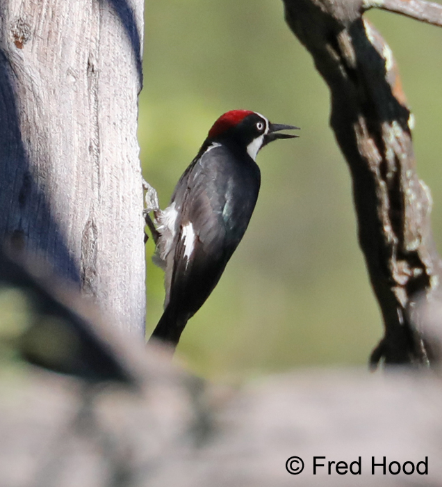 acorn woodpecker (wild)