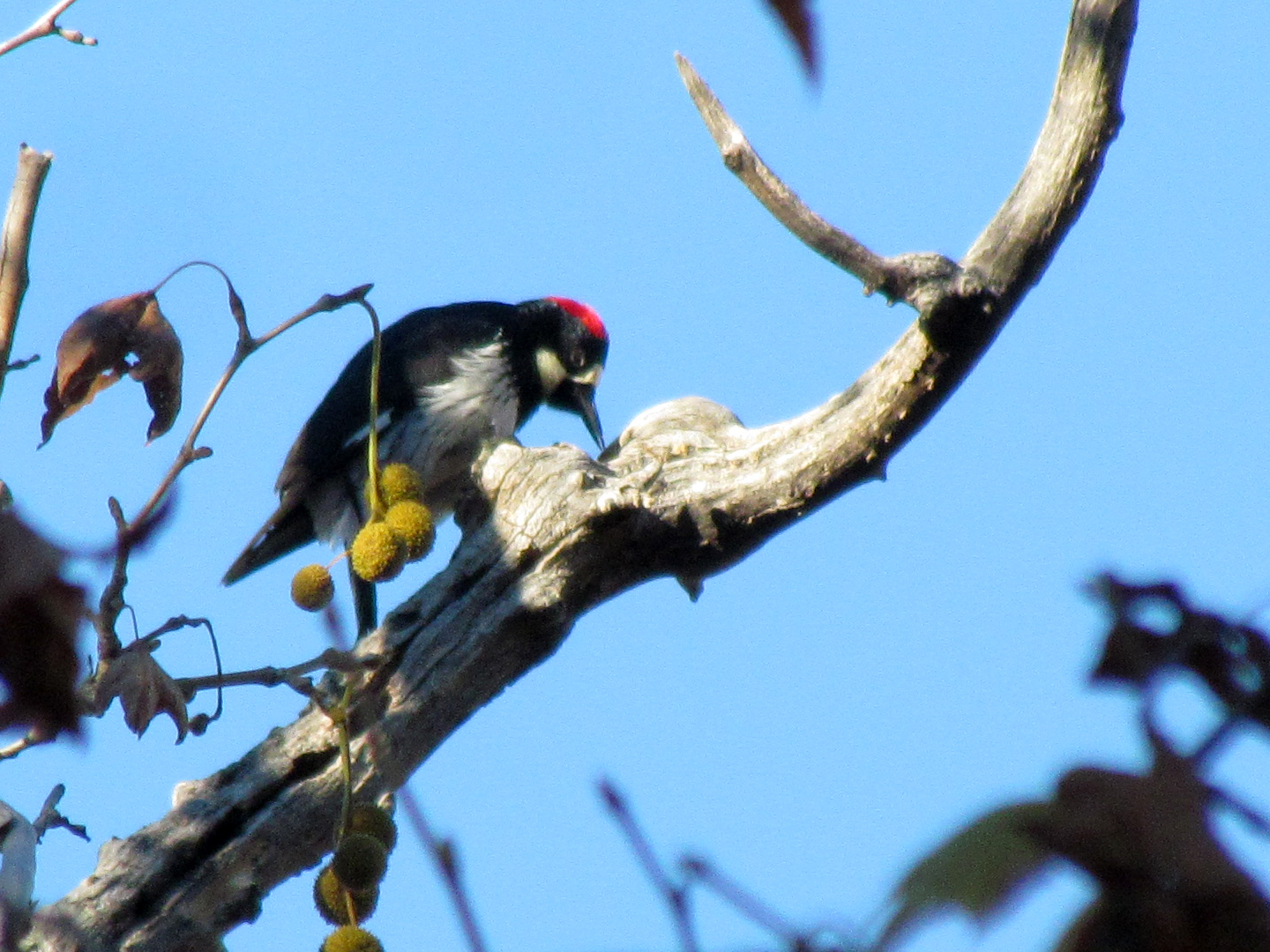 Acorn Woodpecker