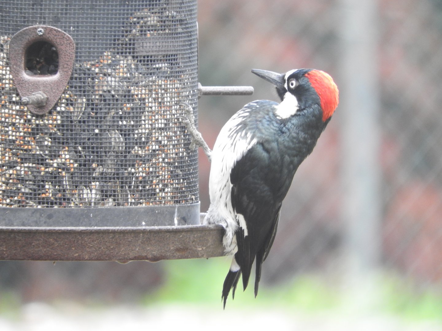 Acorn Woodpecker