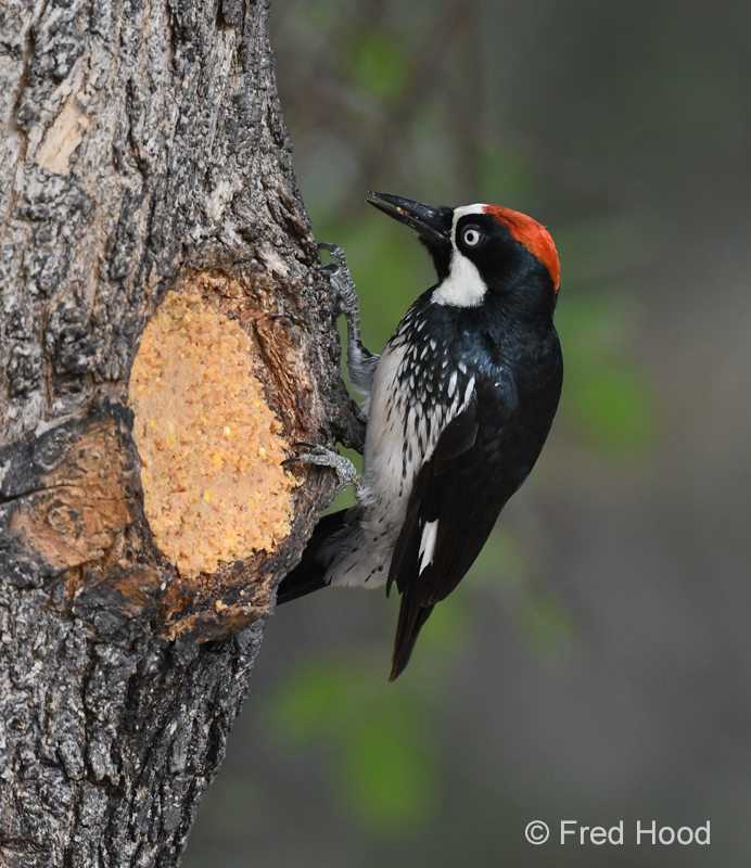 acorn woodpecker