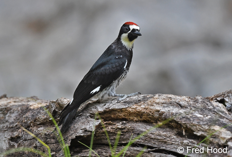 acorn woodpecker
