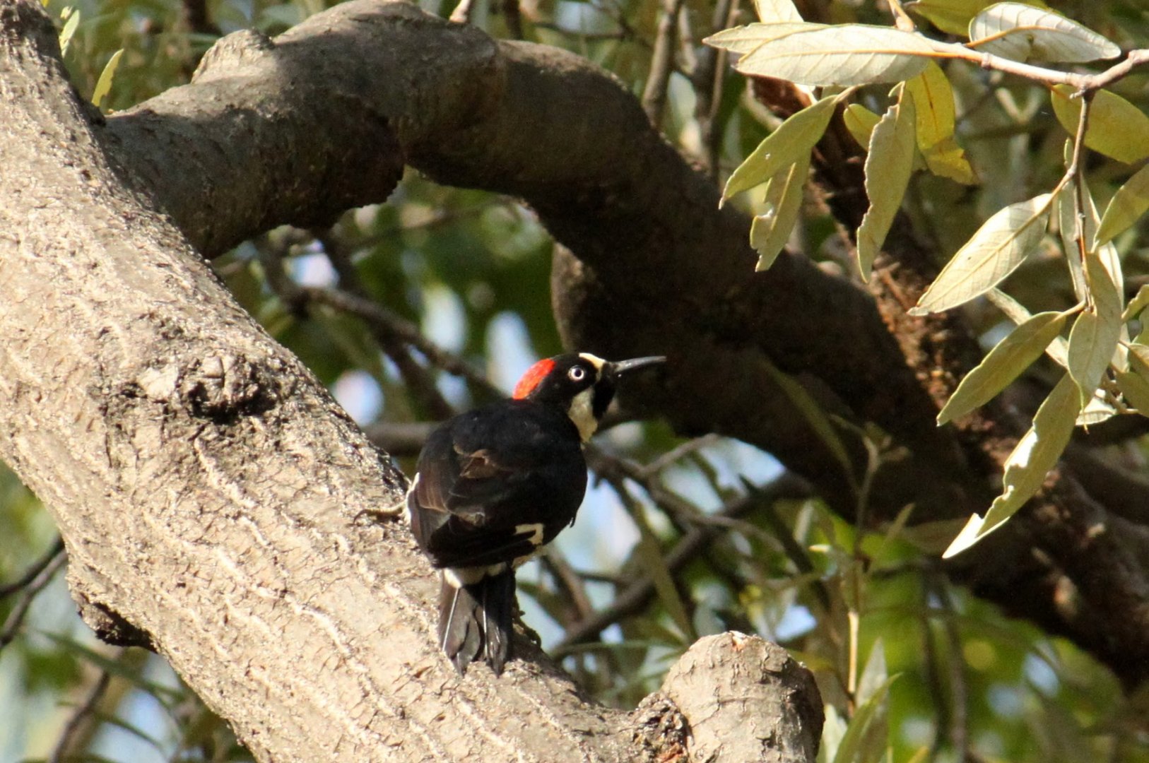 Acorn Woodpecker