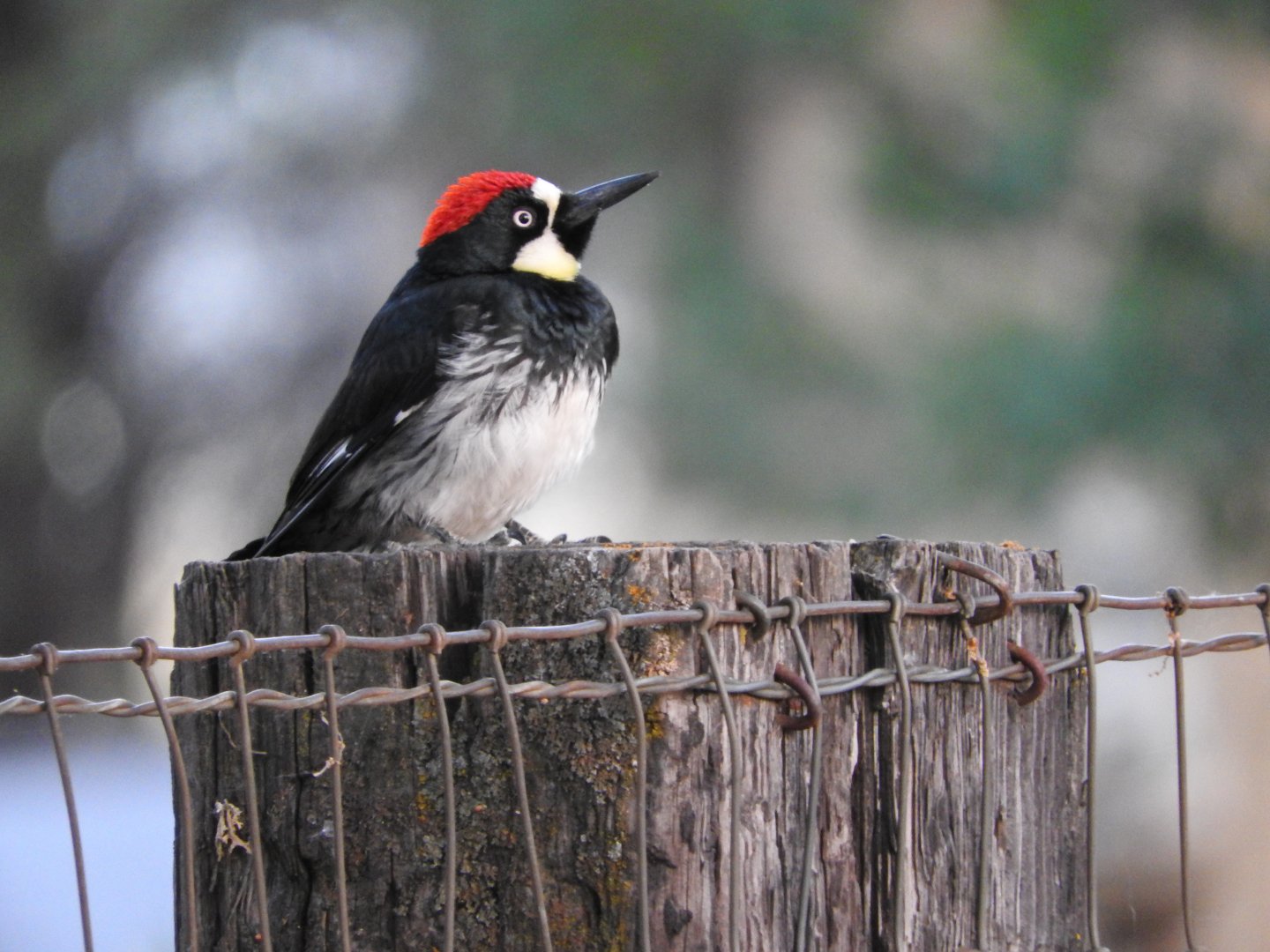 Acorn Woodpecker