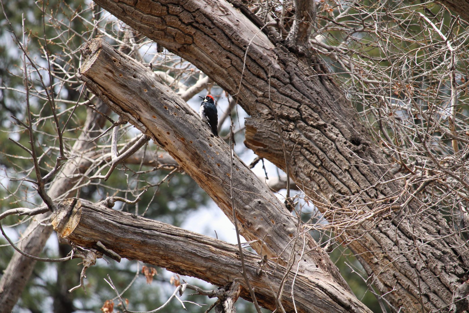 Acorn Woodpecker