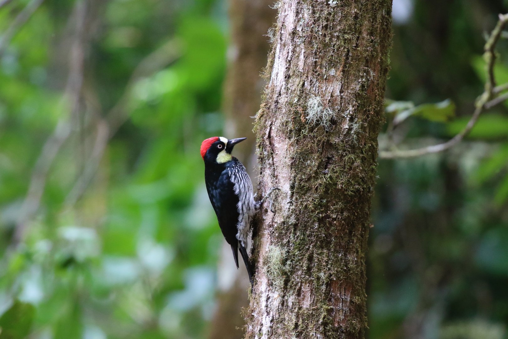 Acorn Woodpecker