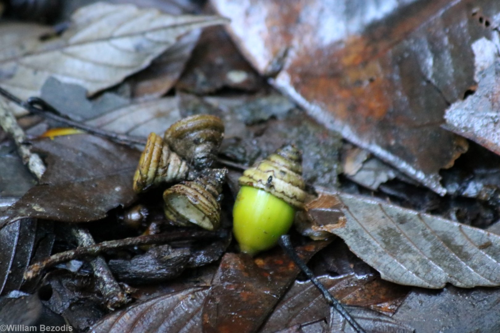 Acorns - Mount Kinabalu