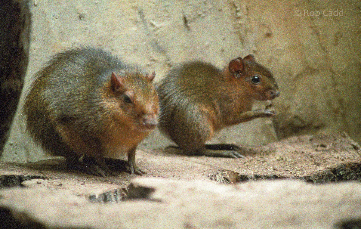 Acouchi : London : 1983