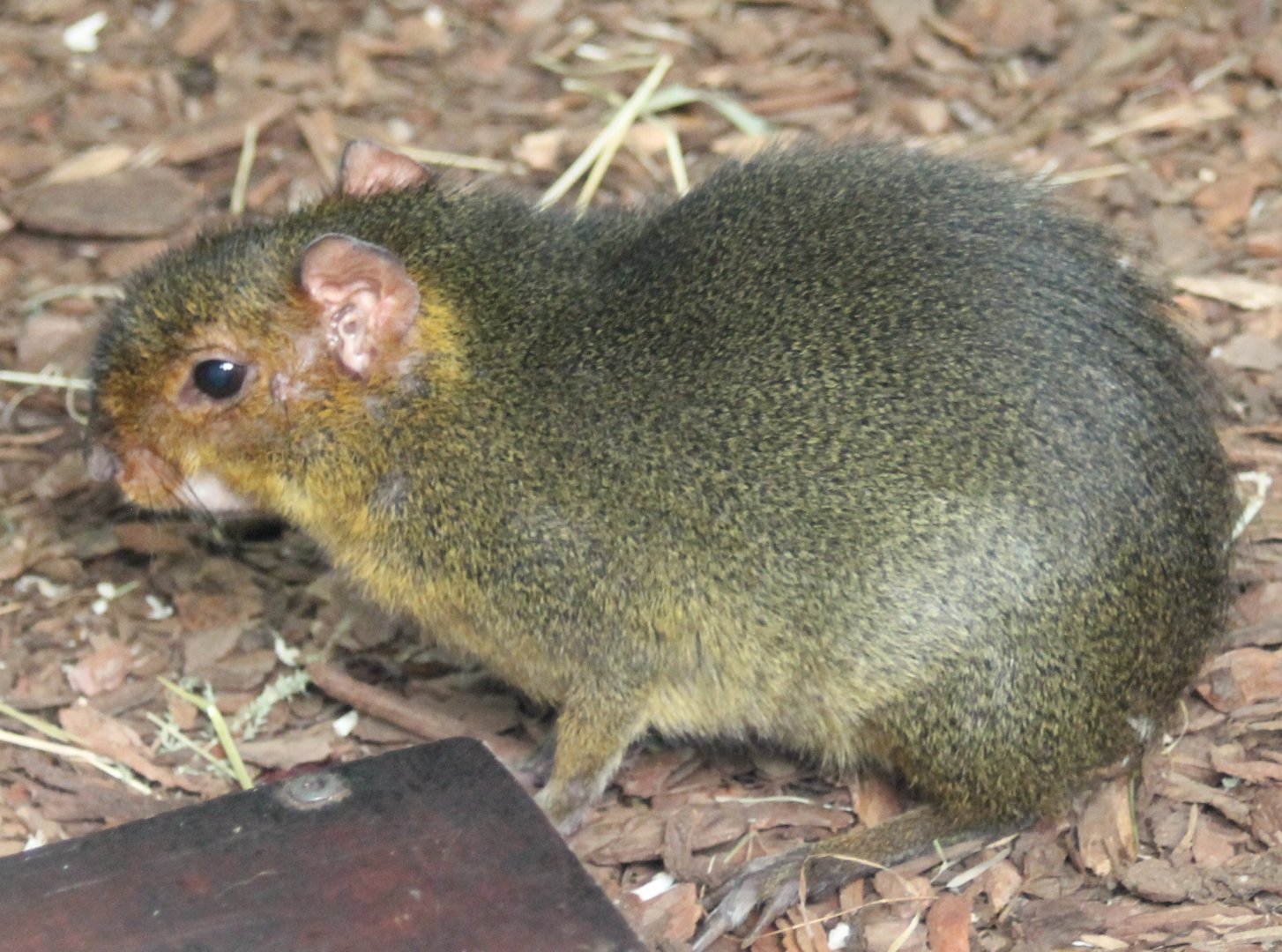 Acouchi subspecies pratti