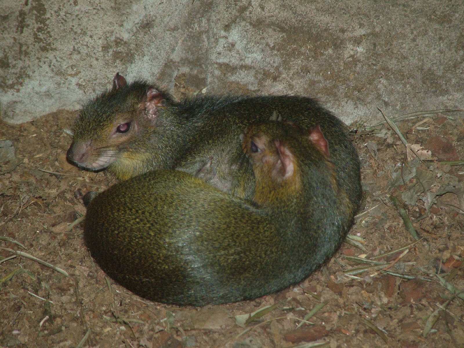 Acouchis at Faunia, 27/05/11