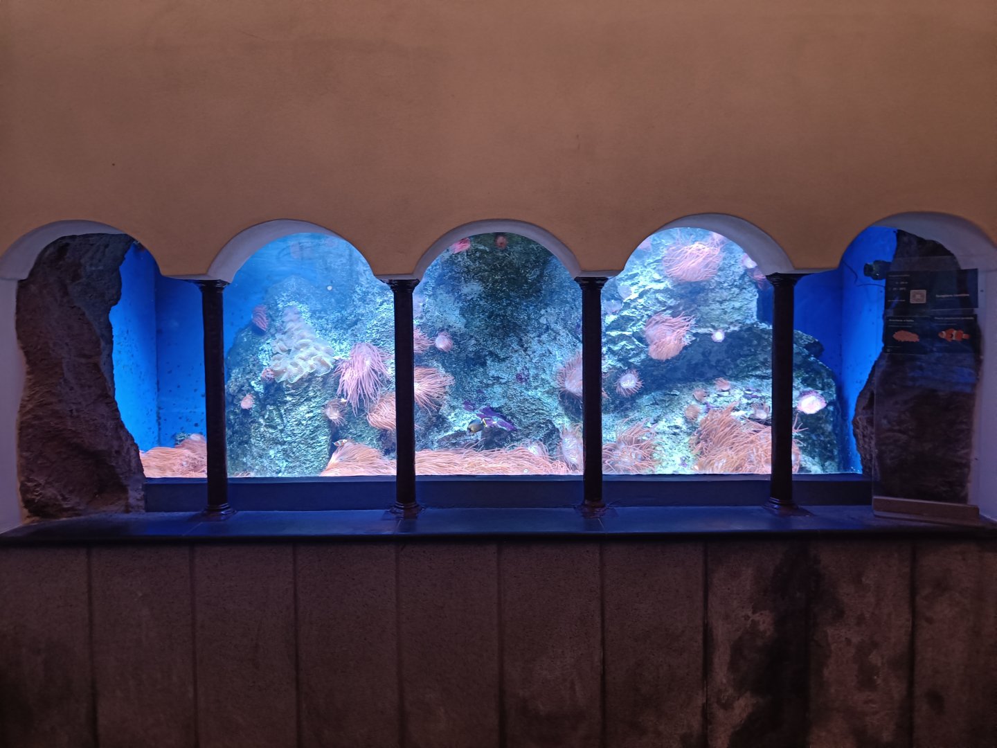 Acquario di Napoli - anemone tank