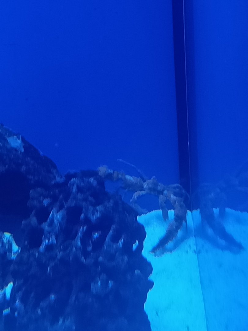 Acquario di Napoli - Camposcia retusa (Velcro Decorator Crab)