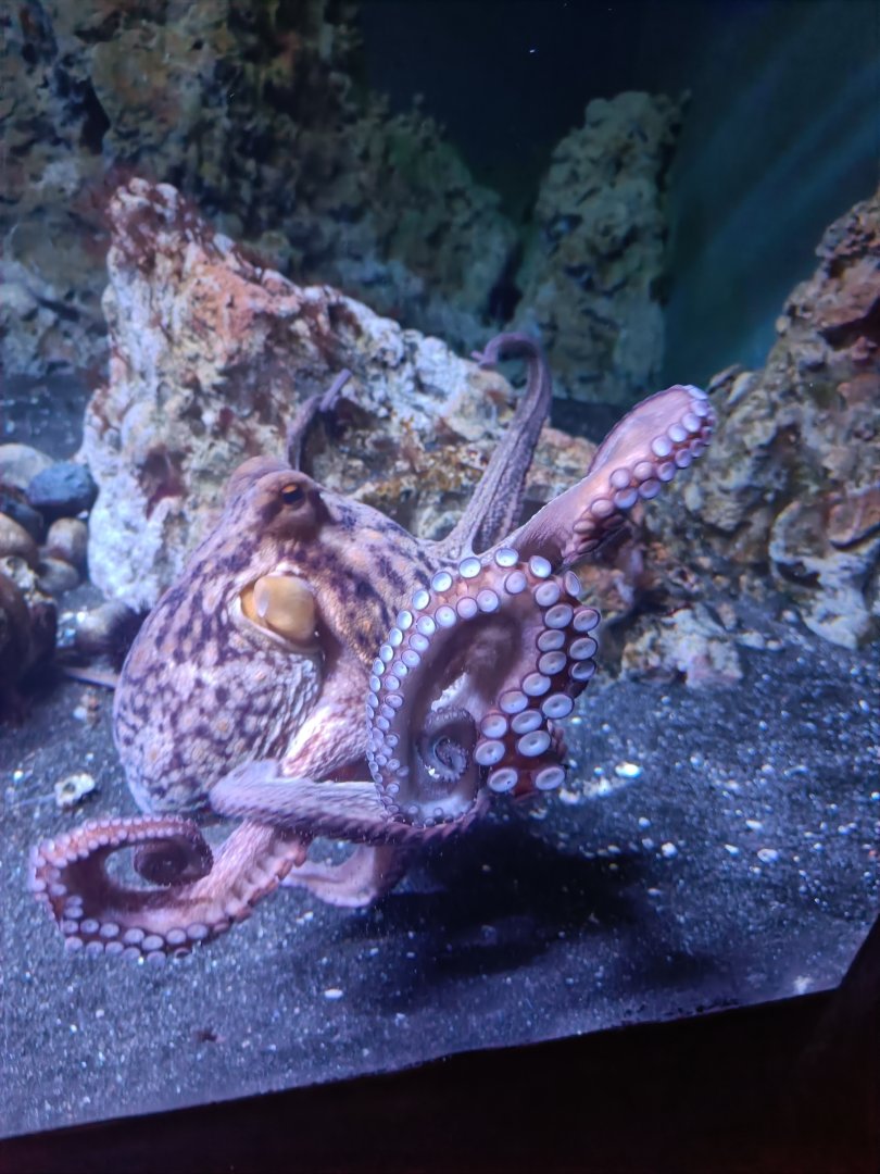 Acquario di Napoli - Common (?) Octopus