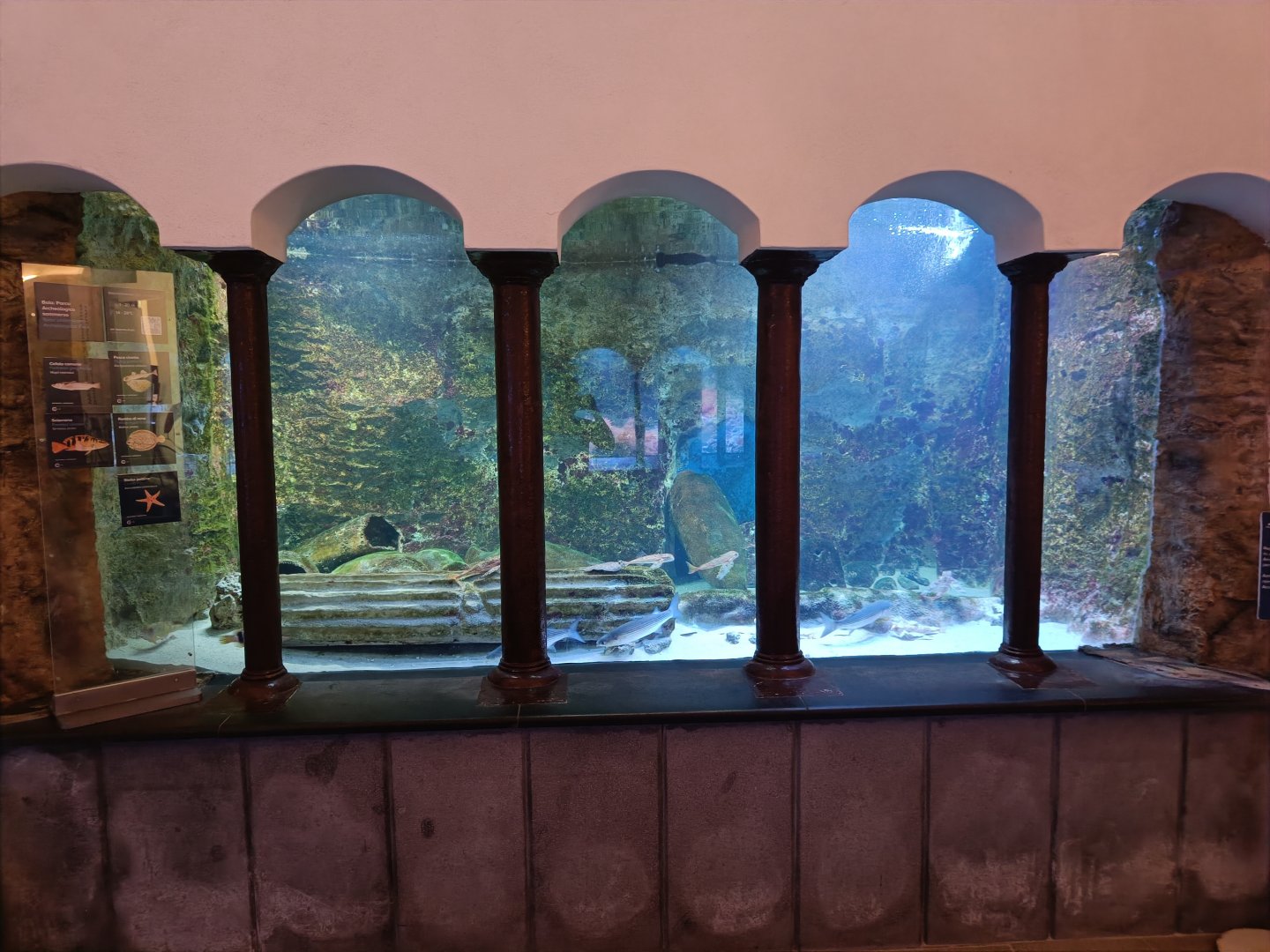 Acquario di Napoli - Flying Gurnard tank