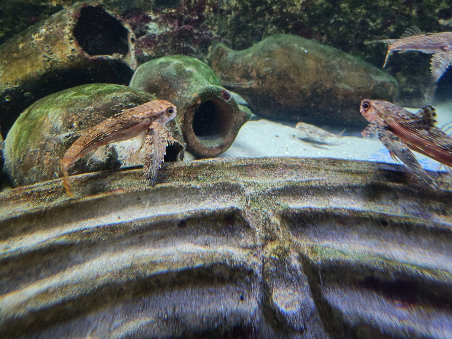 Acquario di Napoli - Flying Gurnards with Roman Amphorae