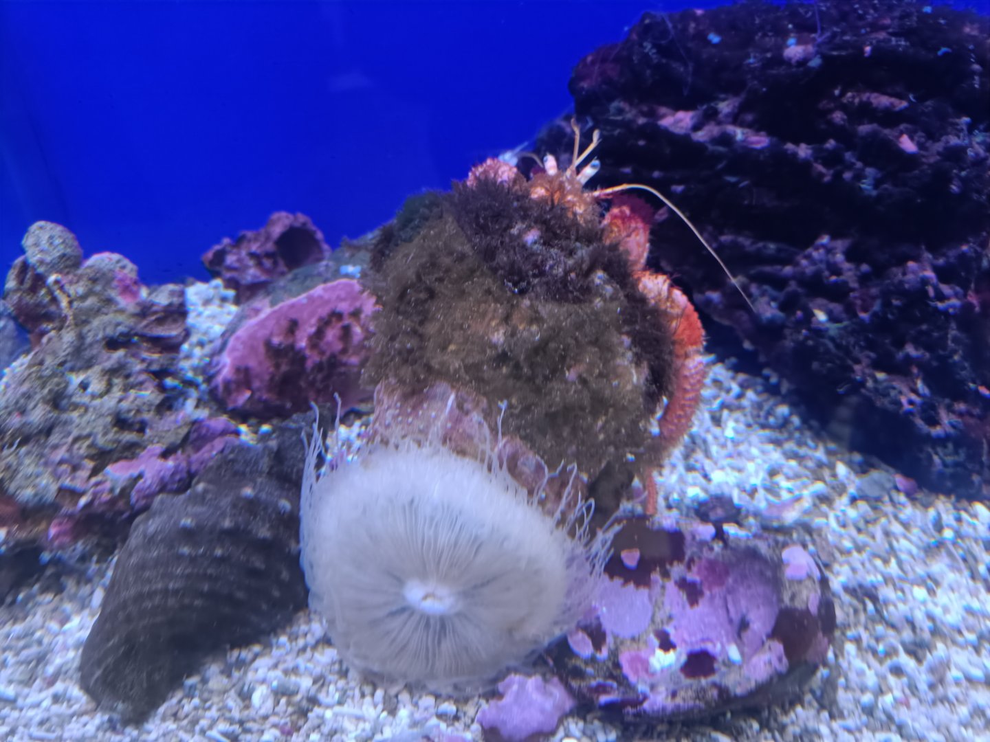 Acquario di Napoli - huge Dardanus calidus (Hermit Crab) with anemone (?) on back